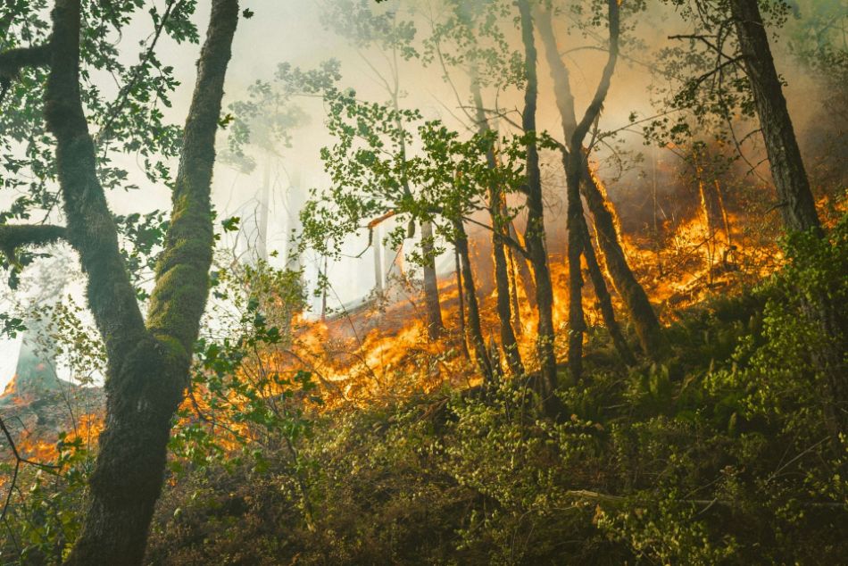 Forest fires and mushrooms: how mycelium supports rebirth